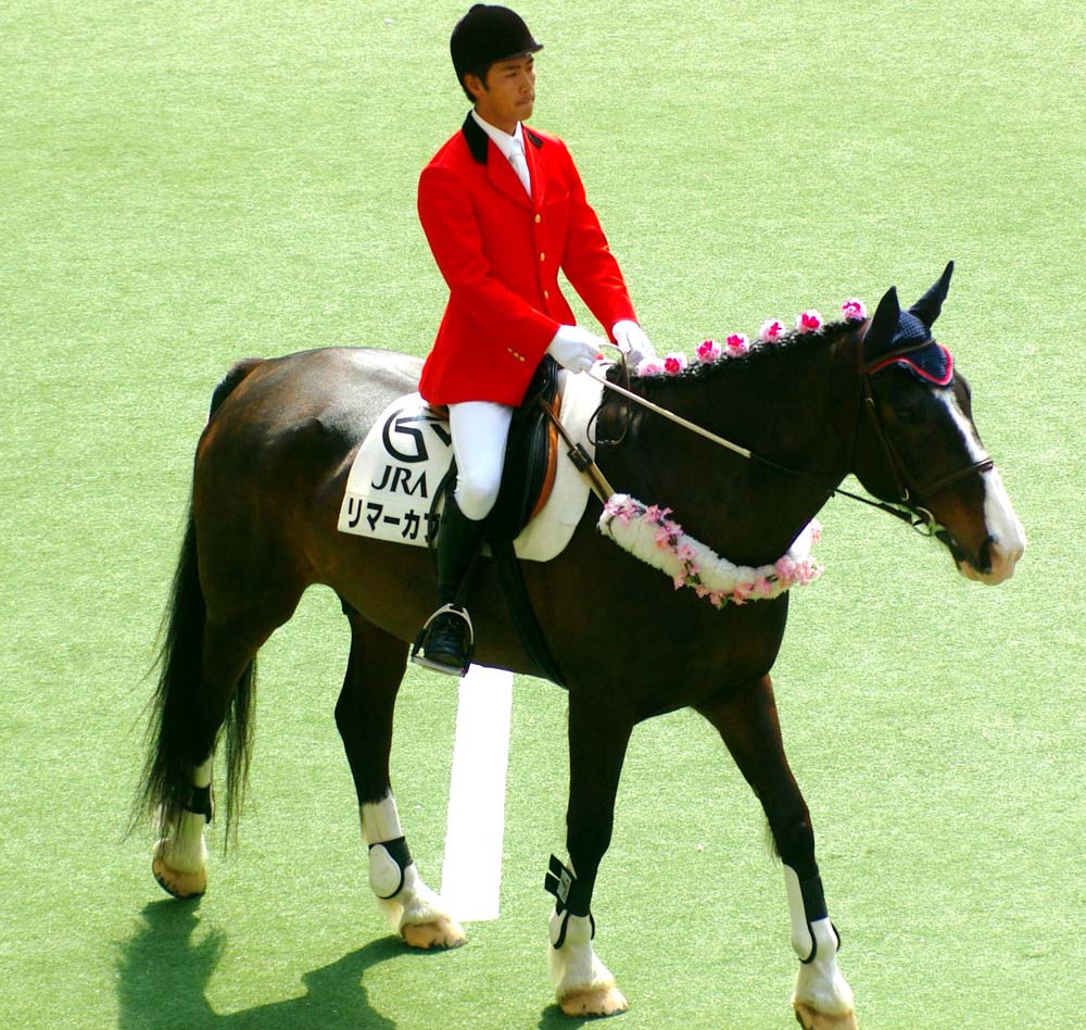 送料込 競馬 元東京競馬場誘導馬トウショウファルコの実使用ゼッケン