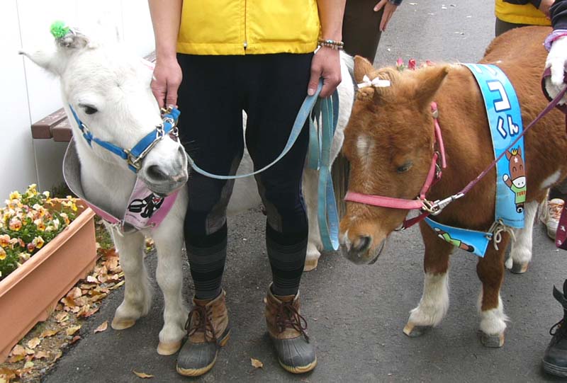 馬のポニー シェトランドポニー 100 | HANSA