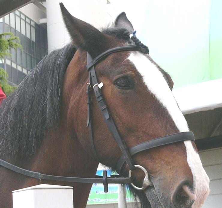 馬のポニー 世界最小の馬】ギネス記録更新か？シェトランドポニーのPumuckel