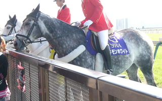 東京競馬場の誘導馬（2011.11.10 管理人撮影）: 写真館～誘導馬ふぁん 