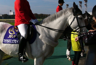 東京競馬場の誘導馬（2011.11.10 管理人撮影）: 写真館～誘導馬ふぁん 